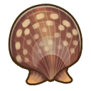 File:Queen scallop.png