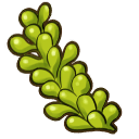 File:Sea grapes.png