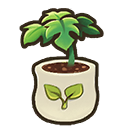 File:Papaya seedling.png