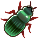 File:Harpalus beetle.png