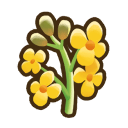 File:Canola.png