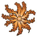 File:Brisingida starfish.png