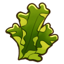 File:Sea lettuce.png