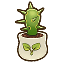 File:Dragonfruit seedling.png
