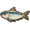 Sardine.png