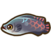 Arapaima.png