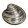 752Quahog.png