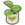 Lemon seedling.png