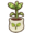 Rambutan seedling.png