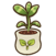 Rambutan seedling.png