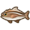 Cobia.png