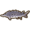 Sturgeon.png