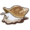 Whelk.png