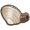 Steamer clam.png