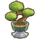 971Asian Bonsai.png