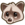 Luwak.png