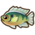 Bluegill.png